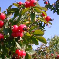 pankreatit-lechenie-narodnymi-sredstvami pankreatit-lechenie-narodnymi-sredstvami